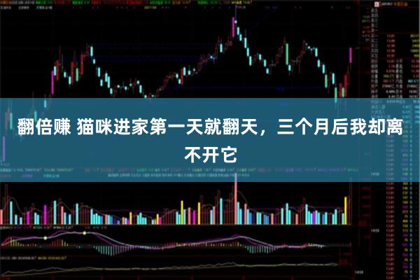 翻倍赚 猫咪进家第一天就翻天，三个月后我却离不开它